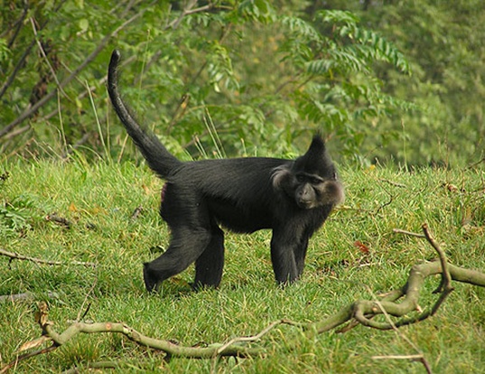 mangabey noir, cercocebe, animal, singe d'afrique centrale