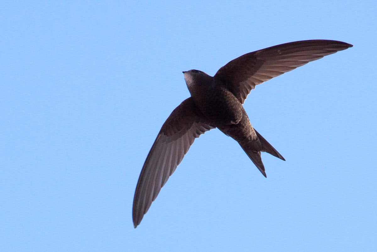 Le martinet noir, animal, oiseau, vitesse en vol record