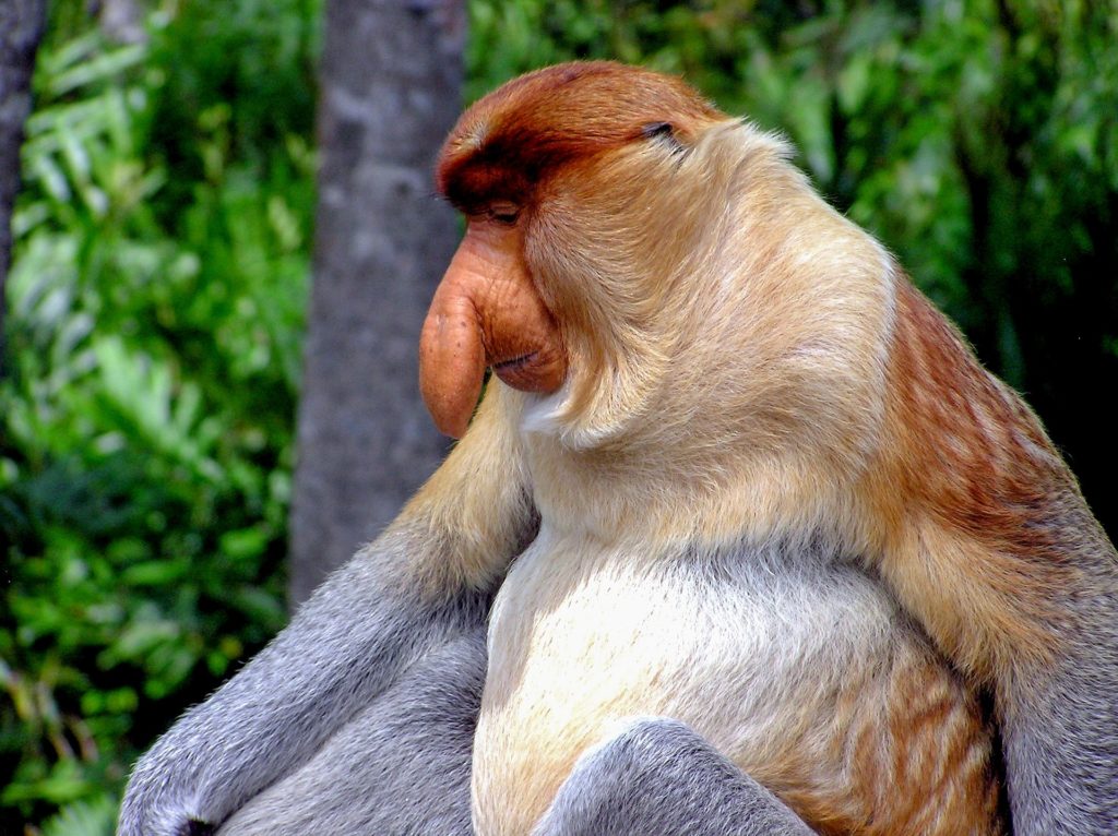 Singe De Bornéo Au Nez Proéminent Mou Et Tombant