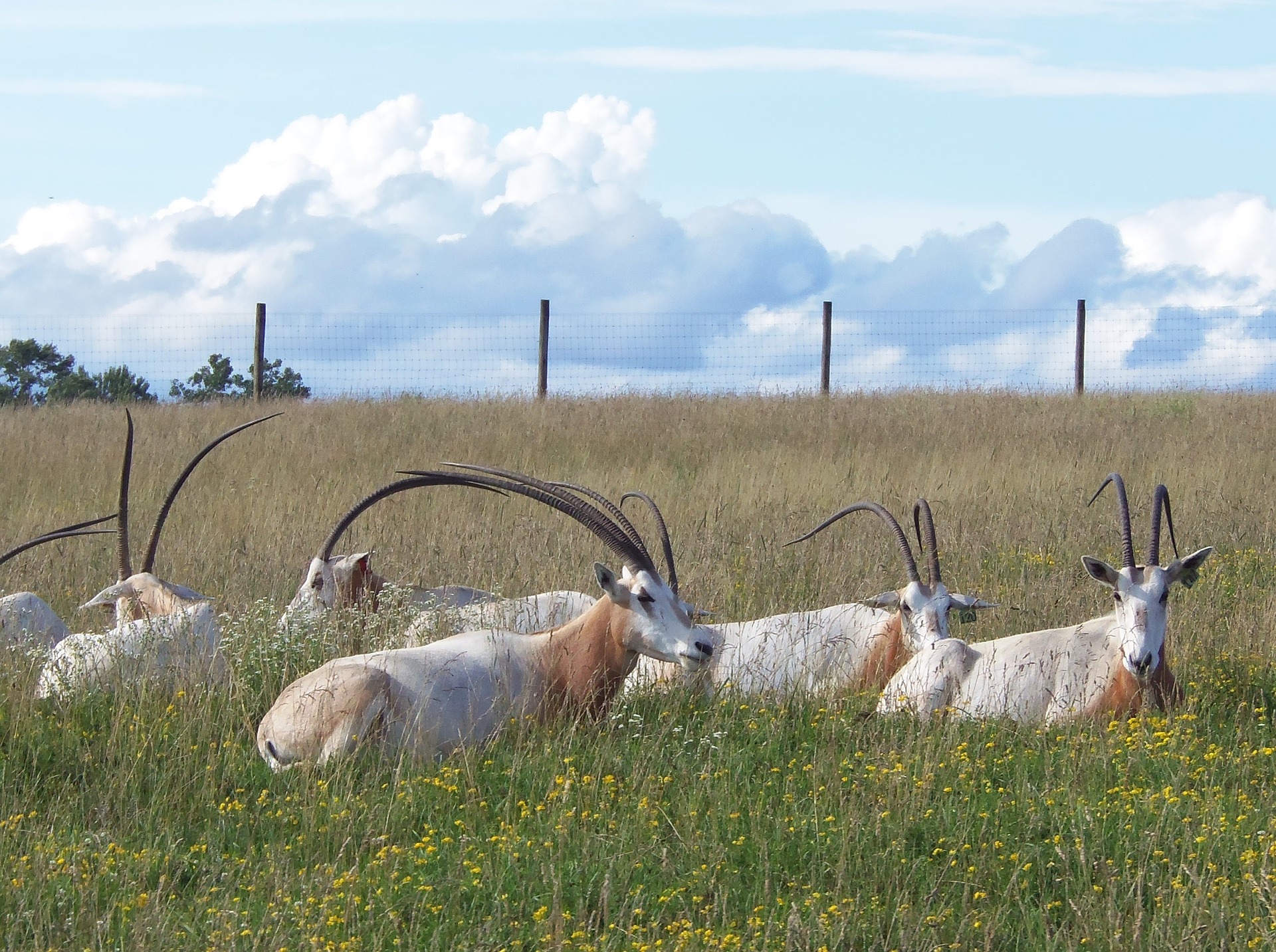 oryx algazelle, animal, mammifere herbivore d'afrique, extinction