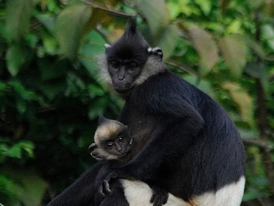 langur de delacour, animal, primate, singe d'asie en danger d'extinction