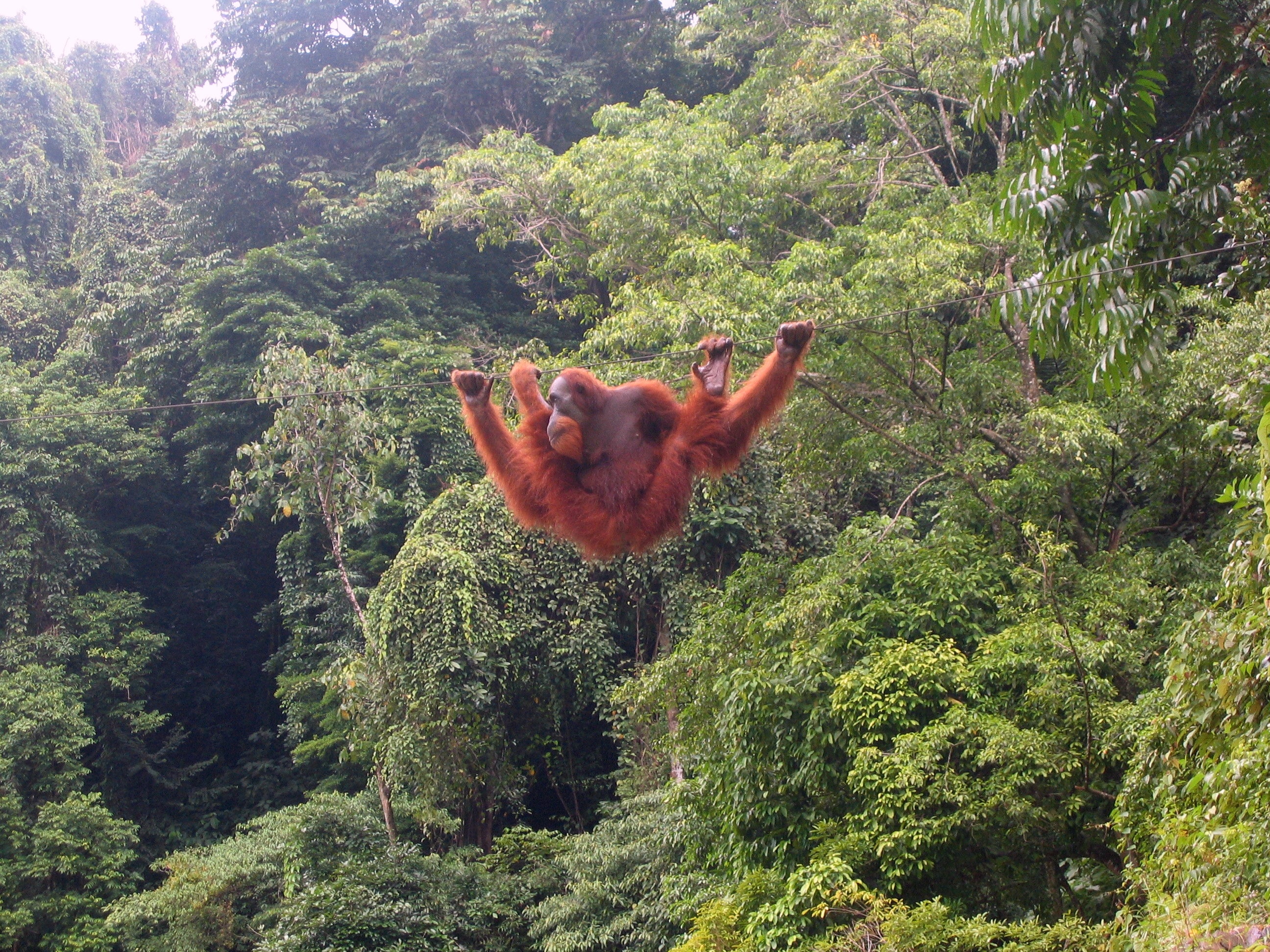 orang-outan de sumatra, animal, singe d'asie du sud est en danger de disparition