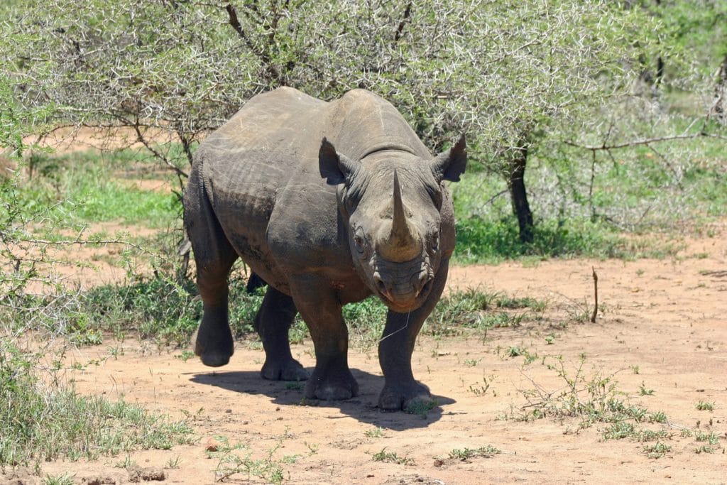 rhinoc-ros-noir-description-photos-instinct-animal