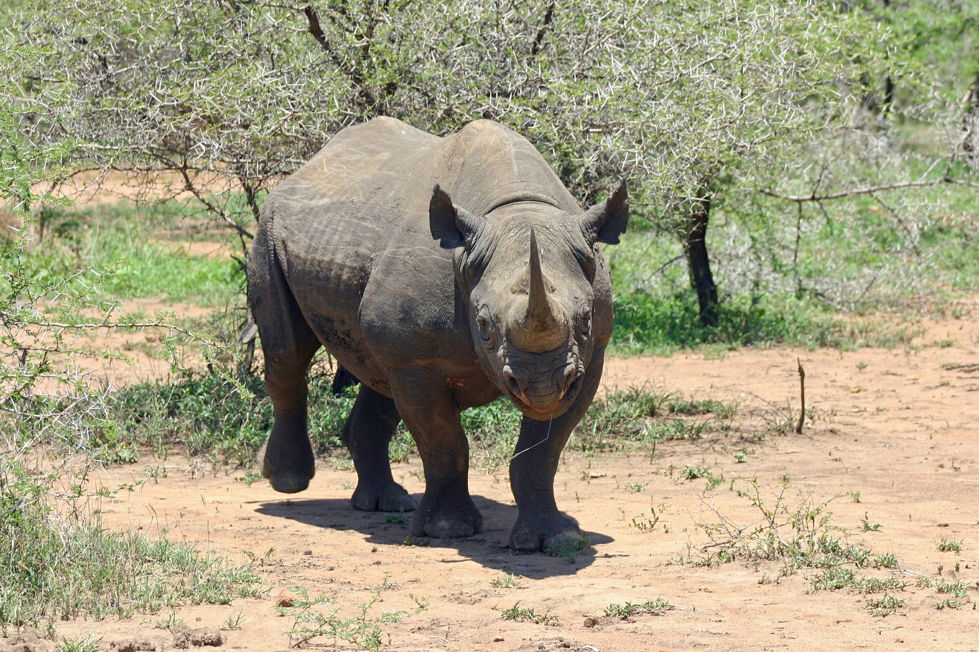 rhinoceros noir, animal, mammifere herbivore d'afrique, menacé d'extinction