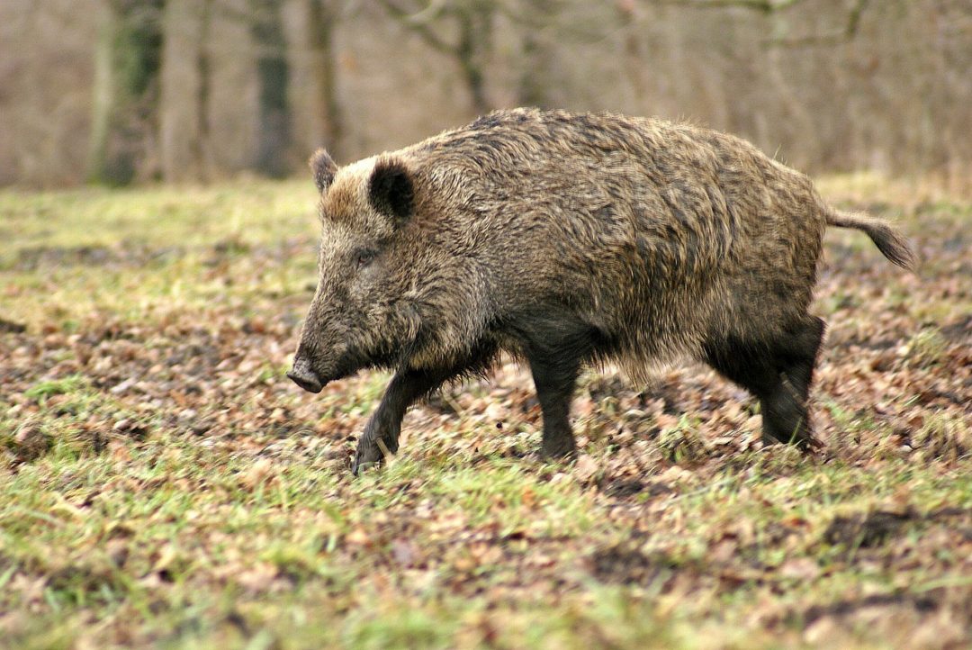 Sanglier description complète avec photos Instinct animal Sanglier description complète avec photos Instinct animal