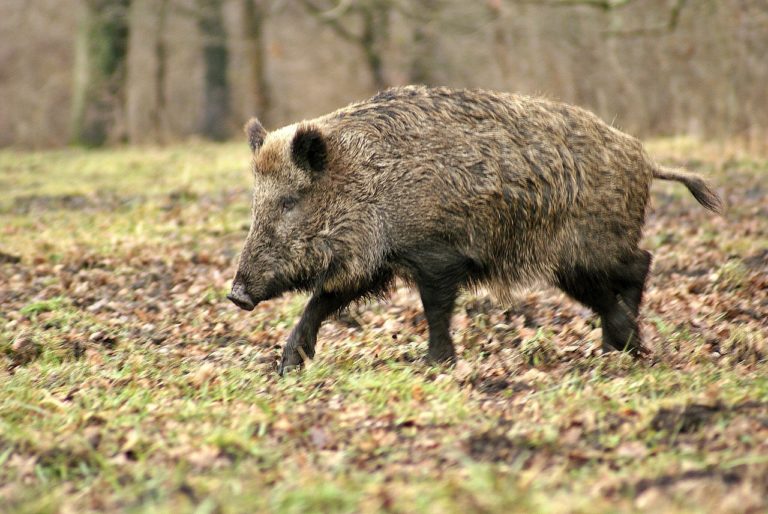Comment S appelle La Femelle Du Sanglier Sanglier : description complète avec photos - Instinct animal