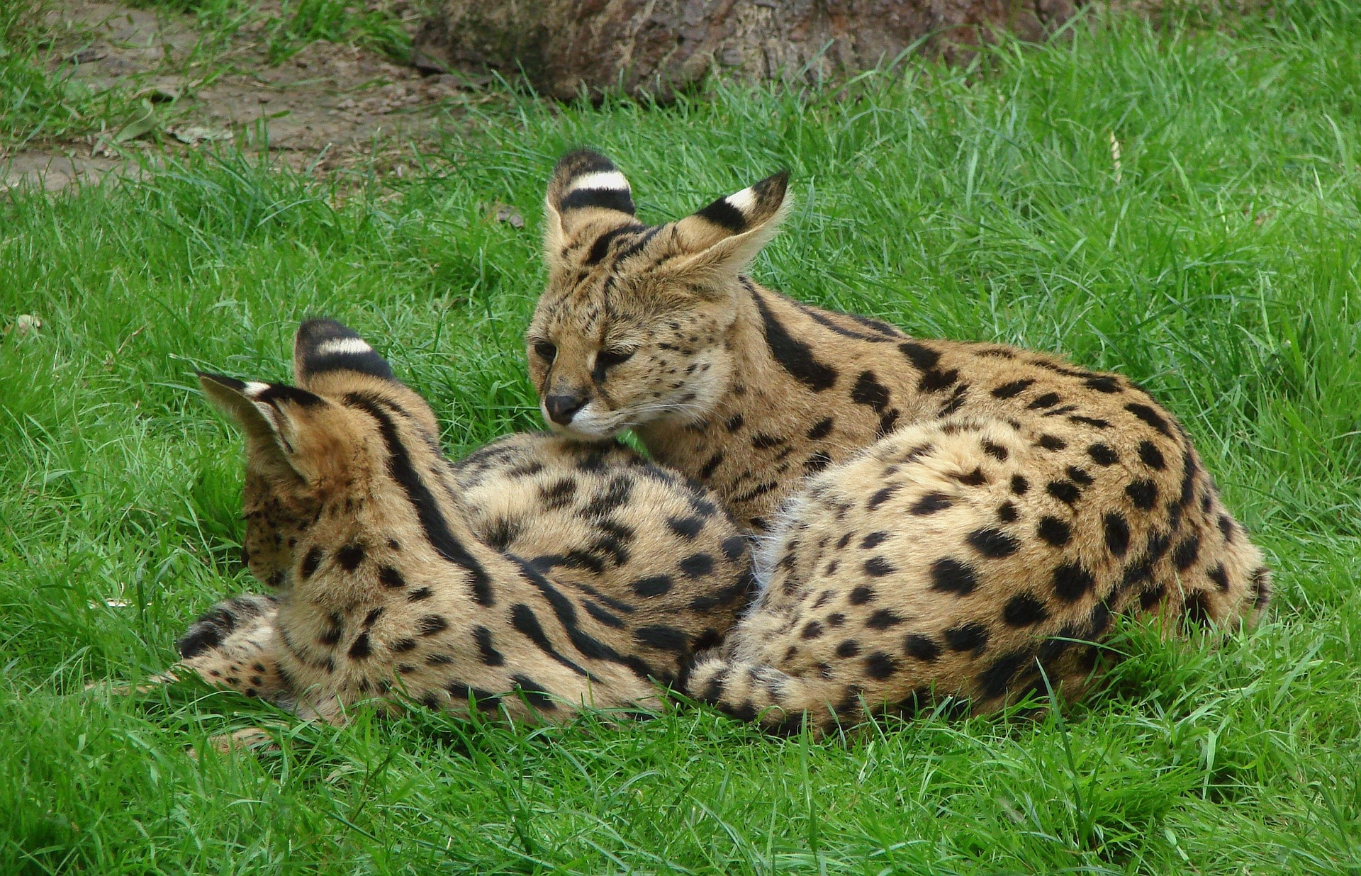 le serval, animal, mammifere carnivore, felin d'afrique