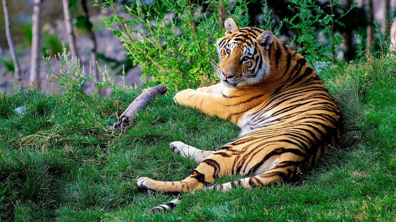 tigre royal du bengale, tigre indien, animal, mammifere carnivore, felin d'asie proche de l'extinction
