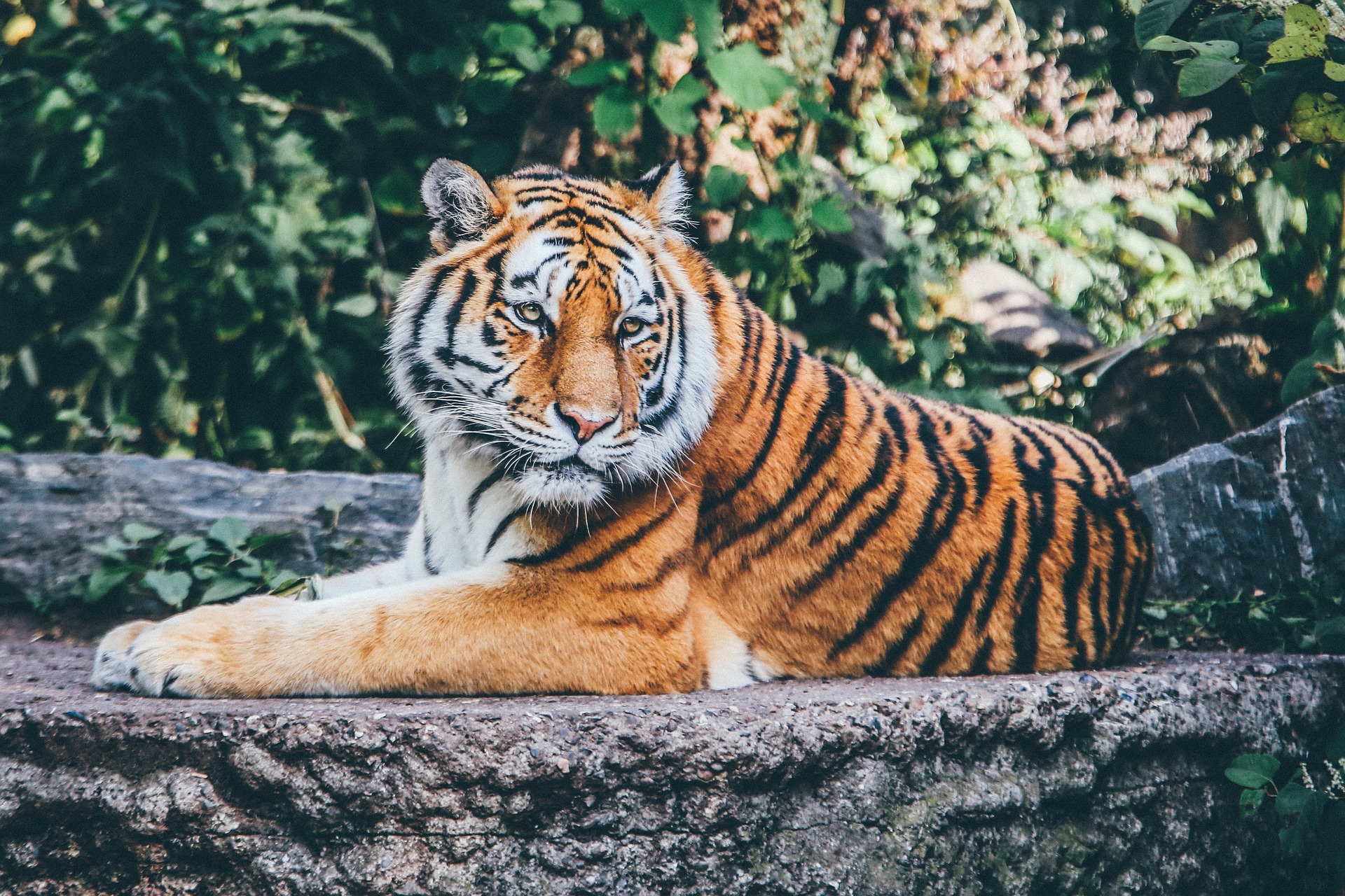 le tigre, animal, mammifere carnivore, felin d'asie, le plus grand felin