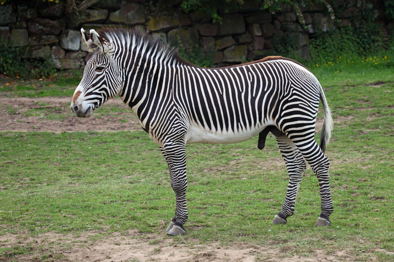 zebre de grevy, zebre imperial, animal, mammifere herbivore d'afrique, le plus grand equide sauvage