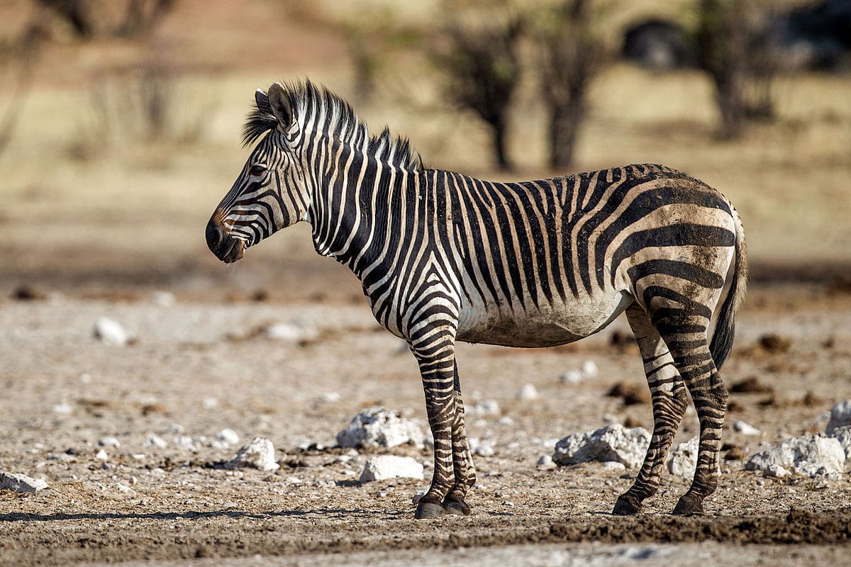 zebre de montagne, animal, mammifere herbivore, equide d'afrique