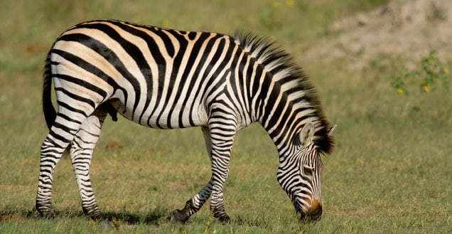 zebre de burchell, zèbre des plaines, animal, mammifere herbivore d'afrique