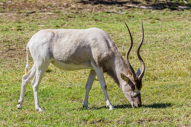 Addax, mammifere herbivore, bovidé, antilope d'afrique