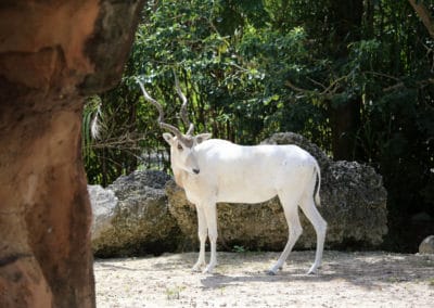 addax, animal, photo