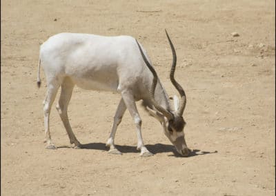 addax-photo-instinct-animal