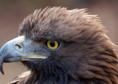 L'aigle royal, oiseau de proies, rapace - Instinct animal