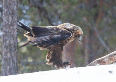 L'aigle royal, oiseau de proies, rapace - Instinct animal