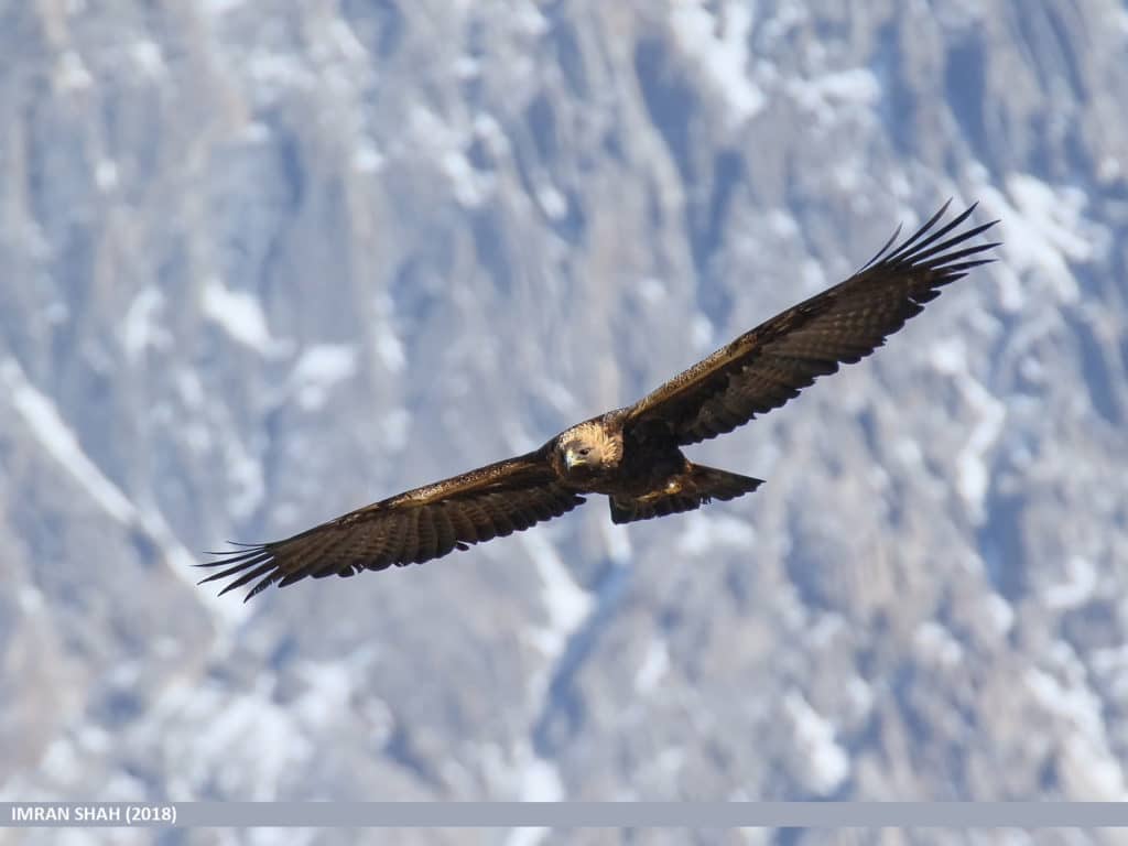 Durée De Vie D Un Aigle Aigle royal : description complète de l'oiseau + photos - Instinct Animal