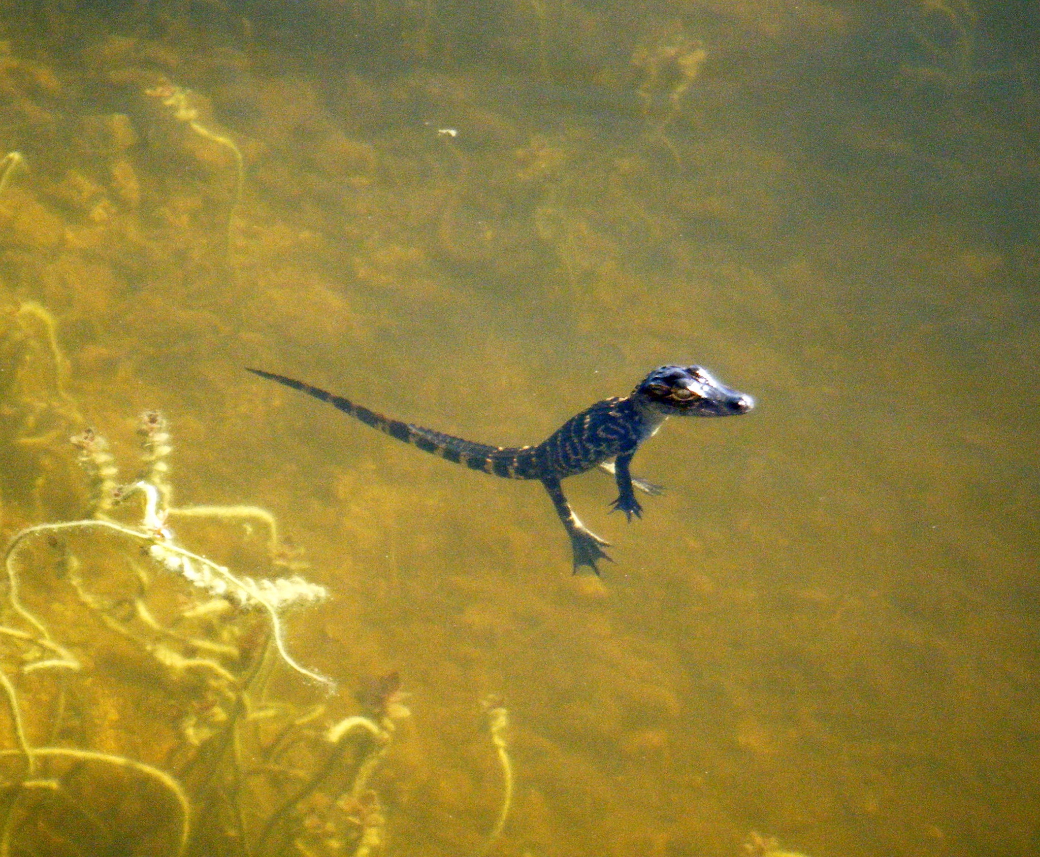 alligator d'amerique bebe, petit jeune reptile carnivore, crocodile - Instinct animal