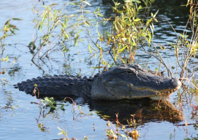 Alligator d'amerique, reptile, carnivore