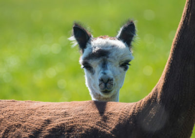 Alpaga, mammifere herbivore d'Amerique du Sud - Instinct animal