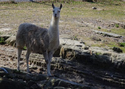 Alpaga, mammifere herbivore d'Amerique du Sud - Instinct animal