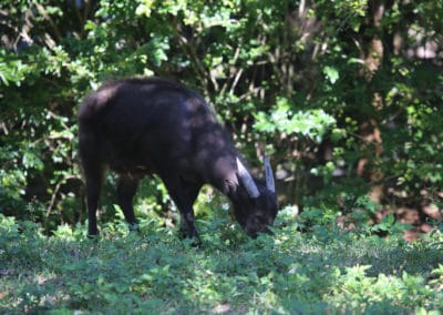 Anoa des plaines, mammifere herbivore, bovidé d'Indonesie - Instinct animal
