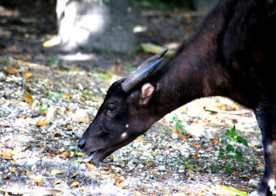 Anoa des plaines, mammifere herbivore, bovidé d'Indonesie - Instinct animal