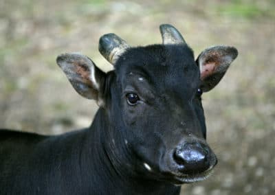 Anoa des plaines, mammifere herbivore, bovidé d'Indonesie - Instinct animal