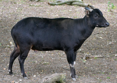 Anoa des plaines, mammifère herbivore, bovidé d'Indonésie - Instinct animal