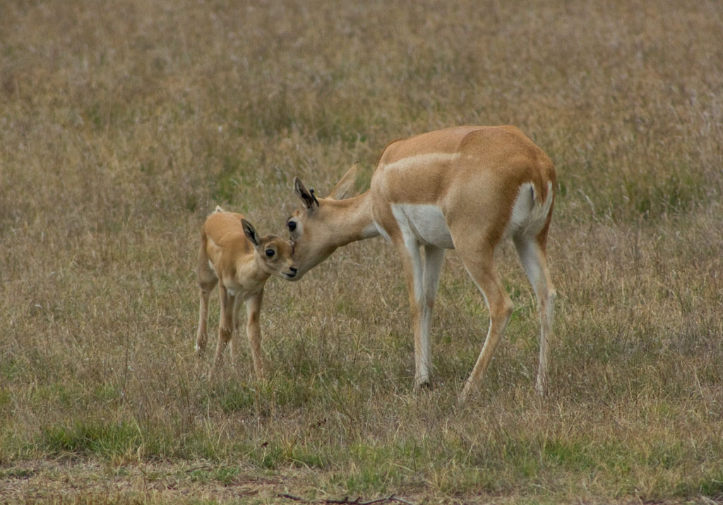 antilope cervicapre bebe, petit, jeune, animal, mammifère, asie