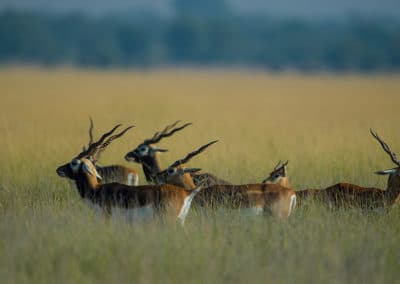 Antilope cervicapre, blackbuck, antilope indienne, mammifere herbivore d'Asie