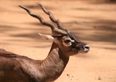 Antilope cervicapre, blackbuck, antilope indienne, mammifere herbivore d'Asie