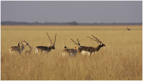 Antilope cervicapre, blackbuck, antilope indienne, mammifere herbivore d'Asie