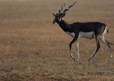 Antilope cervicapre, blackbuck, antilope indienne, mammifere herbivore d'Asie - Instinct animal