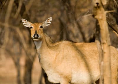 Antilope nilgaut, le taureau bleu, mammifere herbivore bovidés d'Asie - Instinct animal