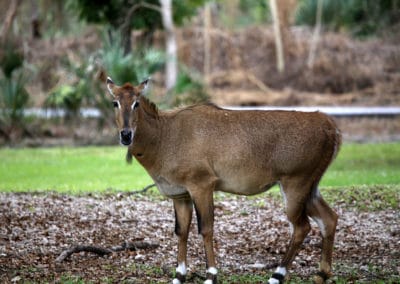 Antilope nilgaut, le taureau bleu, mammifere herbivore bovidés d'Asie - Instinct animal