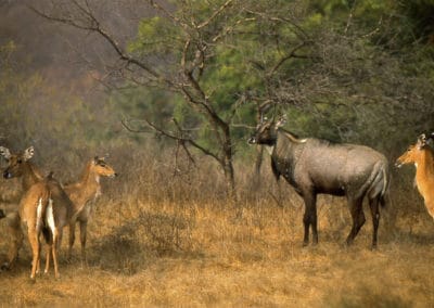 Antilope nilgaut, le taureau bleu, mammifere herbivore bovidés d'Asie - Instinct animal