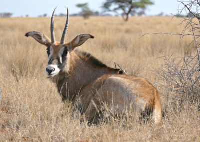 Antilope rouanne, mammifere herbivore, grand bovidé d'Afrique - Instinct animal