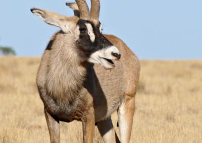 Antilope rouanne, mammifere herbivore, grand bovidé d'Afrique - Instinct animal