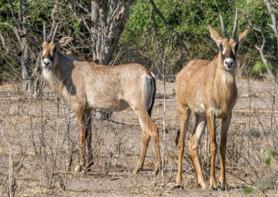 Antilope rouanne, mammifere herbivore, grand bovidé d'Afrique - Instinct animal