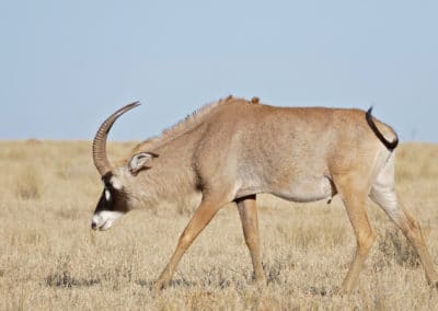 Antilope rouanne, mammifere herbivore, grand bovidé d'Afrique - Instinct animal