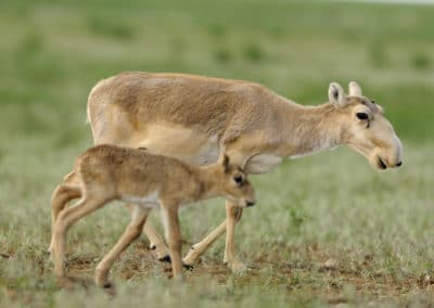 antilope saiga bebe, jeune, petit, mammifere herbivore d'Asie - Instinct animal