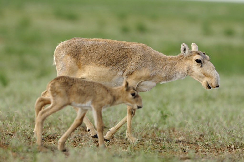 antilope saiga, animal, mammifère herbivore, asie, museau allongé