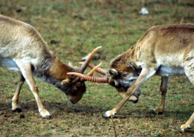 antilope saiga, animal, mammifere herbivore d'Asie menacee d'extinction - Instinct animal