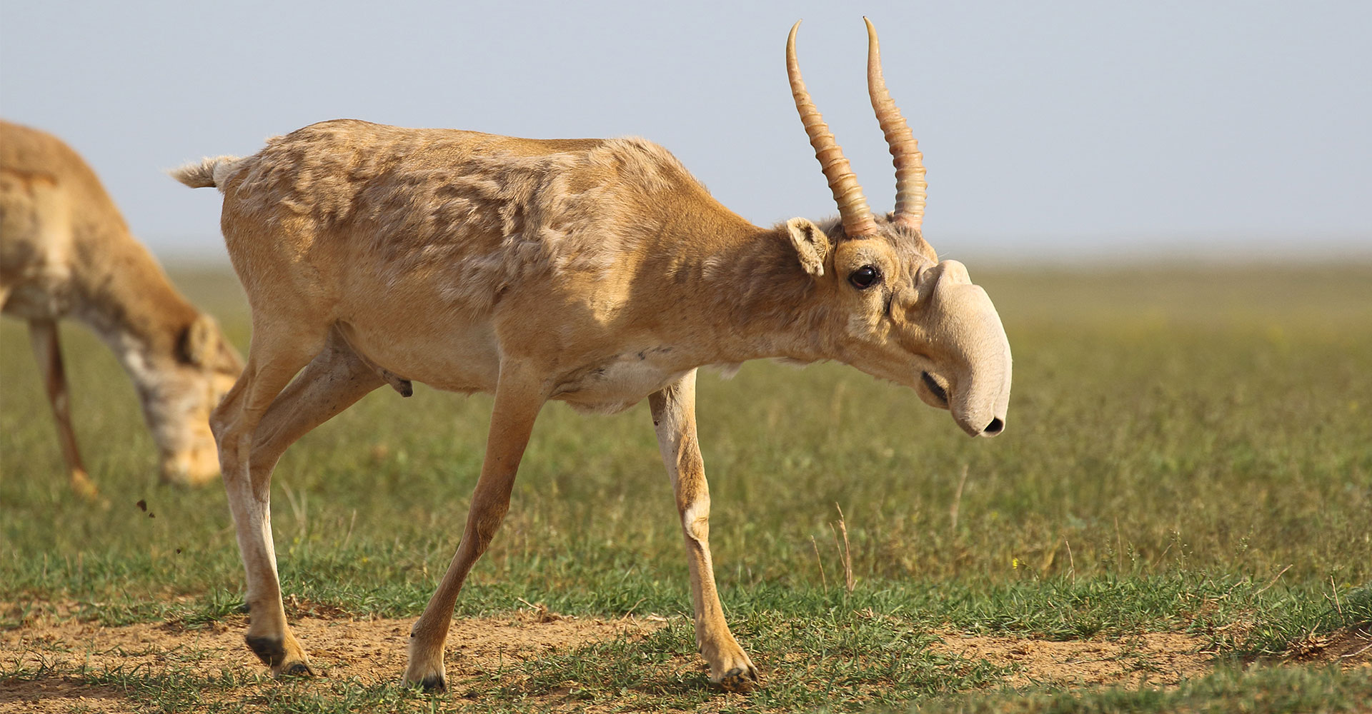 antilope saiga, animal, mammifère, asie, cornes