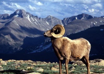 L'argali, mouflon sauvage d'Asie, mammifere herbivore, mouton sauvage, bovidé - Instinct animal