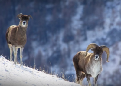 argali, mouflon sauvage d'Asie, mammifere herbivore, mouton sauvage, bovidé - Instinct animal