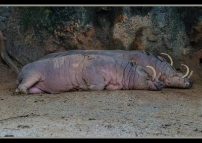 babiroussa, babyrousas, mammifere omnivore Indonésie, porc sauvage longues défenses - Instinct animal