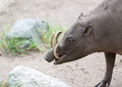 babiroussa, babyrousas, mammifere omnivore Indonésie, porc sauvage longues défenses - Instinct animal